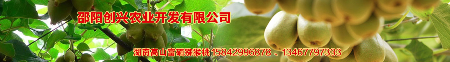开云手机版登录入口 湘蕾金银花苗 优质猕猴桃苗 猕猴桃苗批发价格 湖南金银花苗 