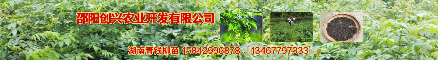 开云手机版登录入口 湘蕾金银花苗 优质猕猴桃苗 猕猴桃苗批发价格 湖南金银花苗 